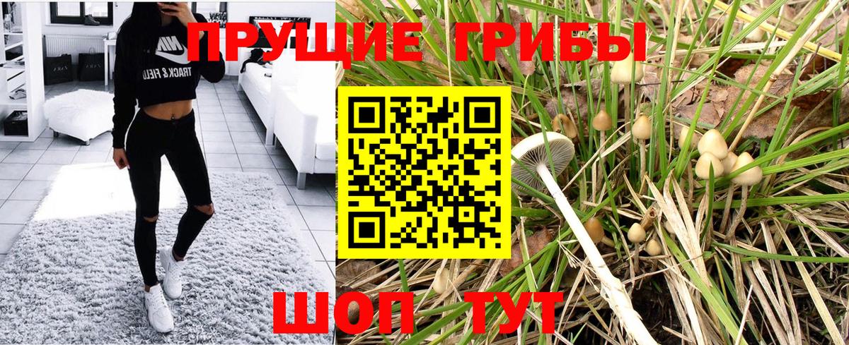 Псилоцибиновые грибы Psilocybe Сыктывкар